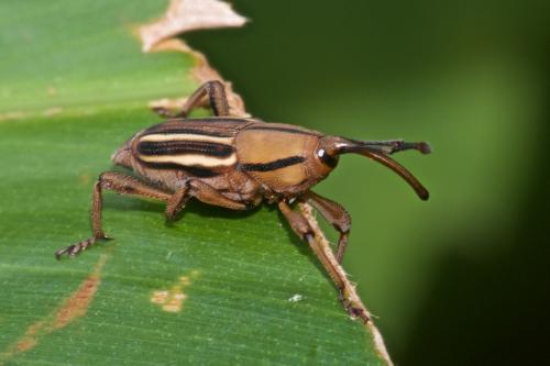 Rhynchophorinae