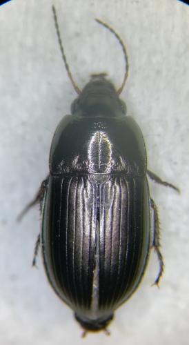 Réf. 250 244 : Amara convexior