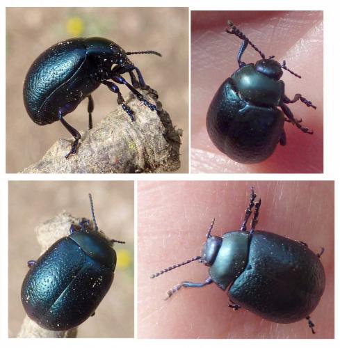 Chrysolina fuliginosa
