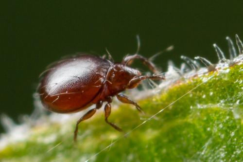 Réf. 250 635 : Phauloppia lucorum