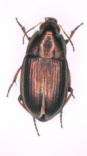 Amara aenea