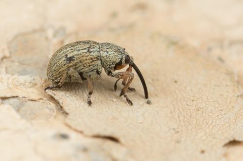 Réf. 250 749 : Exapion sp.