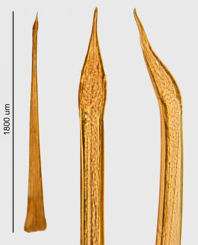Réf. 250 726 : Astrobunus bernardinus