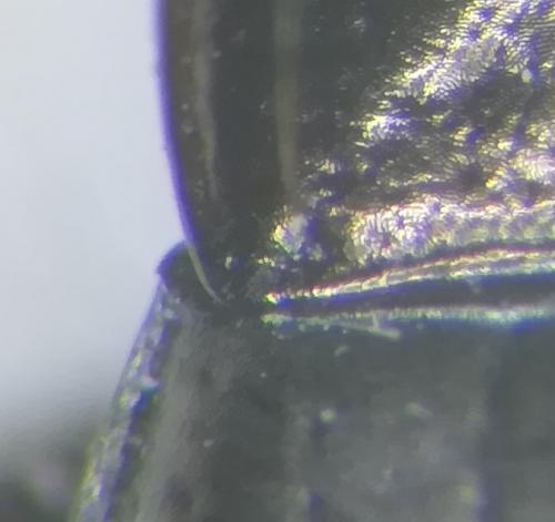 Réf. 250 243 : Amara convexior