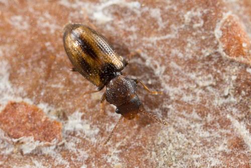 Réf. 250 505 : Lissodema lituratum