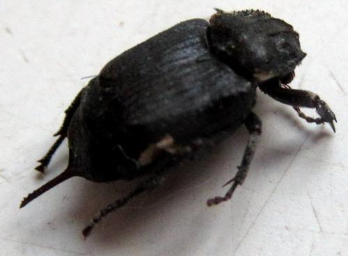 Valgus hemipterus