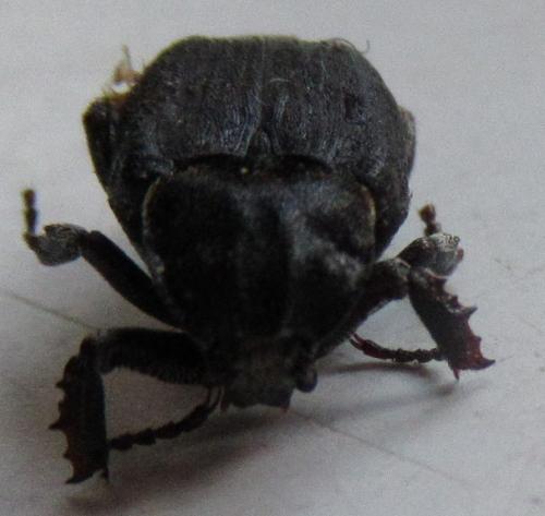 Valgus hemipterus