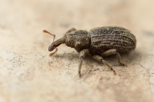 Réf. 250 637 : Anchonidium unguiculare