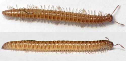 Anamastigona pulchella