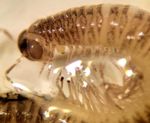 Anamastigona pulchella
