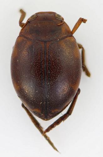 Réf. 250 719 : Hyphydrus ovatus