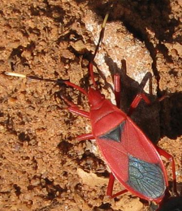 Probergrothius sanguinolens