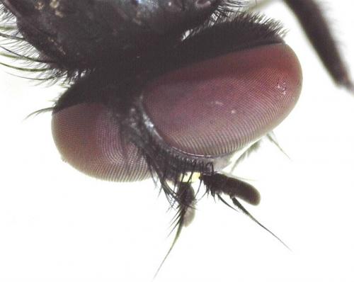 Réf. 250 527 : Hydrotaea sp.
