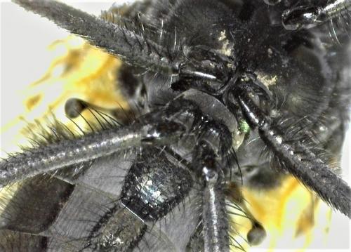 Réf. 250 526 : Hydrotaea sp.