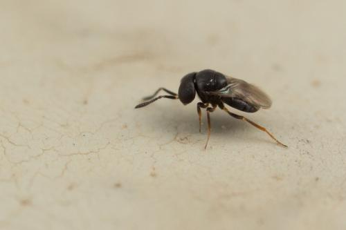 Gryon sp.