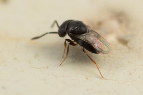 Réf. 250 786 : Gryon sp.