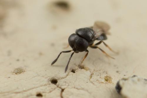 Réf. 250 503 : Gryon sp.
