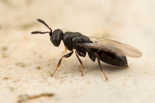 Réf. 250 499 : Eurytominae inconnu