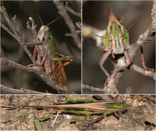 Réf. 250 253 : Locusta migratoria