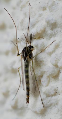 Réf. 250 733 : Chironomini inconnu