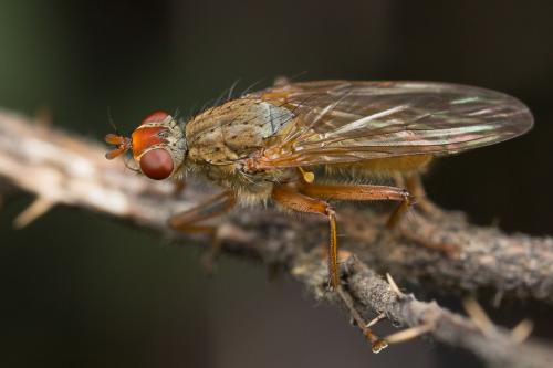 Scathophaga sp.