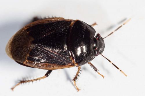 Réf. 250 921 : Adrisa flavomarginata