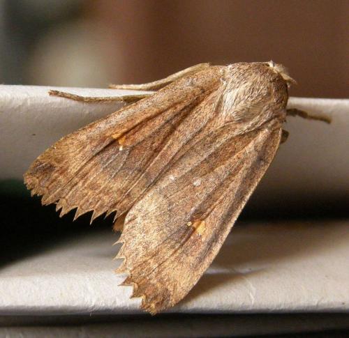 Réf. 250 213 : Eupsilia transversa