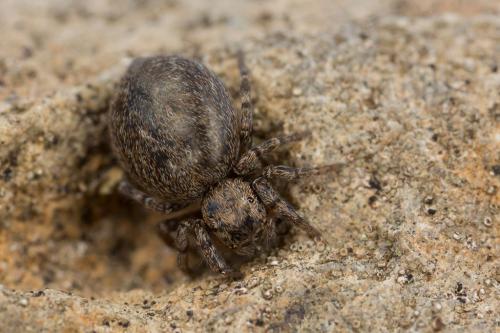 Réf. 250 664 : Euophrys rufibarbis