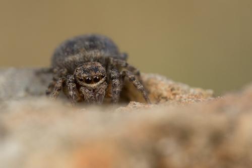 Réf. 250 665 : Euophrys rufibarbis
