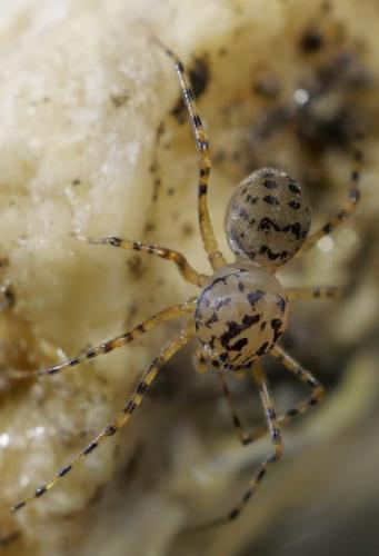 Réf. 250 529 : Scytodes thoracica