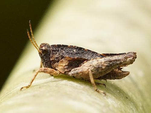 Réf. 250 483 : Tetrix undulata