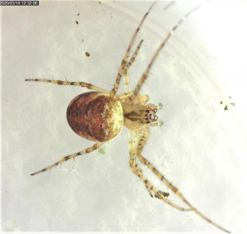 Metellina mengei