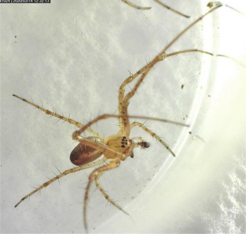 Metellina mengei