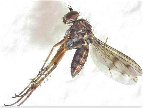 Dolichopus nimbatus