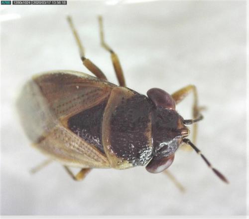 Réf. 250 769 : Geocoris megacephalus