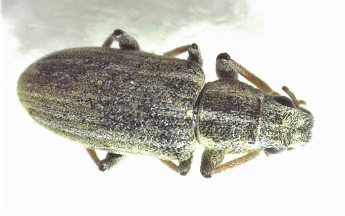 Sitona lineatus