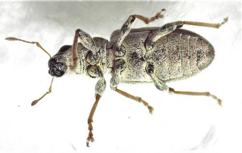 Réf. 250 082 : Sitona lineatus