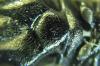 250913 – Photo : Alexander Boldyrev – Russie
