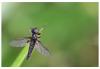 250816 – Photo : Sylvia Chevalier – France (29)