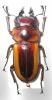 250892 – Photo : BAUER – Gabon