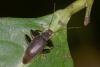 250764 – Photo : D. Martinez – Philippines