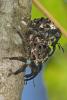 250280 – Photo : D. Martinez – Philippines