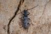 250713 – Photo : Johan Verstraeten – Gambie