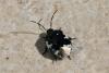 250614 – Photo : Nelly FEINTE – France (60)