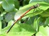 250651 – Photo : ORCHALLAN – France (44)