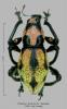 250352 – Photo : Stephane VASSEL – Philippines