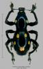 250472 – Photo : Stephane VASSEL – Philippines