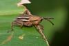 250841 – Photo : D. Martinez – Philippines