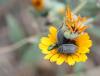 250735 – Photo : jpjepilou – Maroc