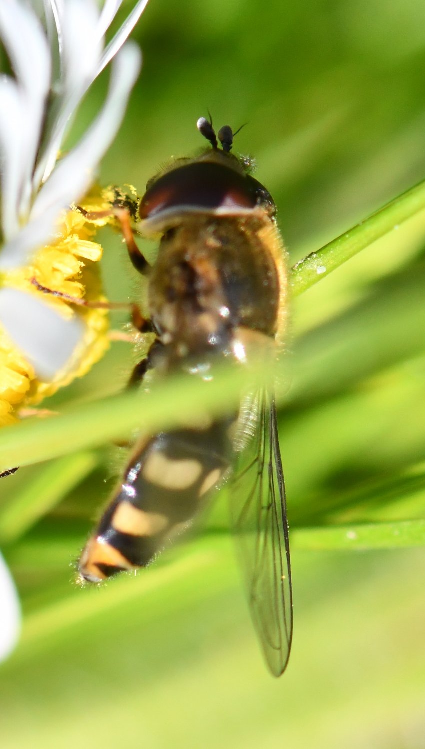 Jean-Michel GAREL - Eupeodes (Eupeodes) luniger - réf. 250867 (851 x 1500 pixels, 130 ko)